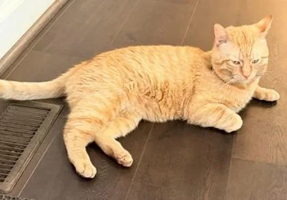 An adult medium-sized male Domestic Short Hair cat named Sunny Boy for adoption in Fairfax, VA