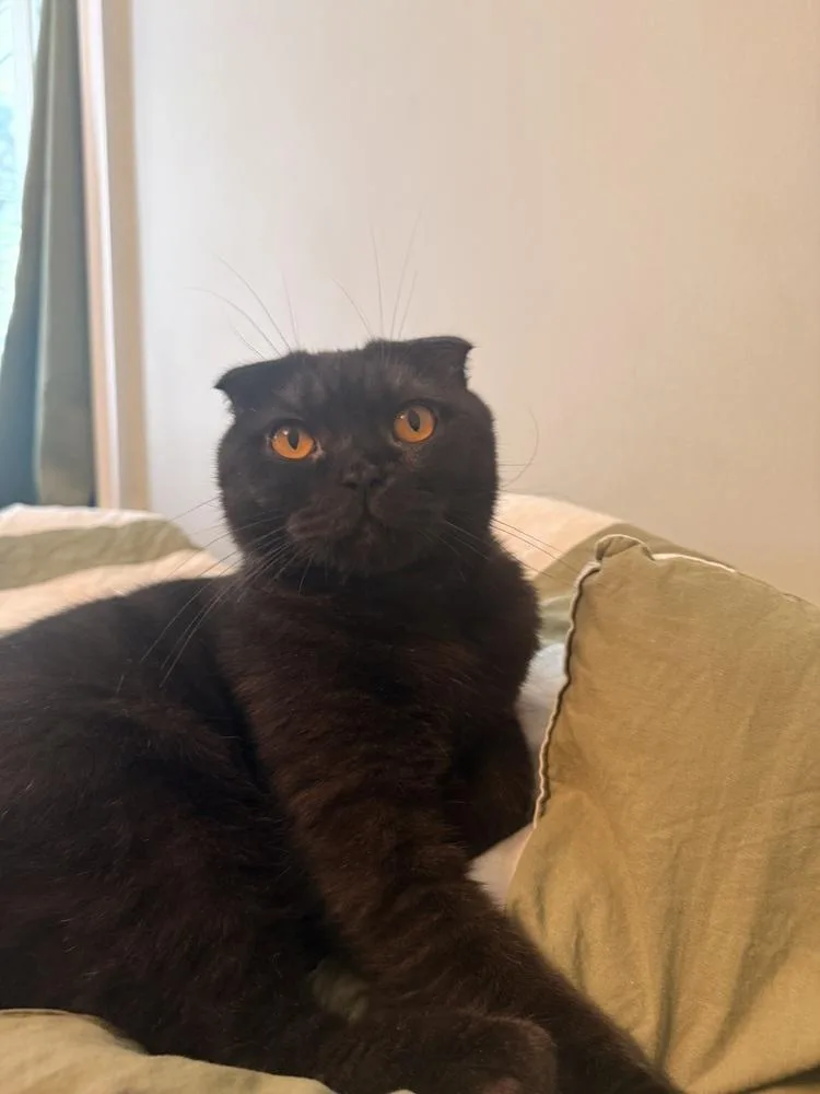 A young medium-sized male Black Scottish Fold cat named Quincy for adoption in Vienna , VA