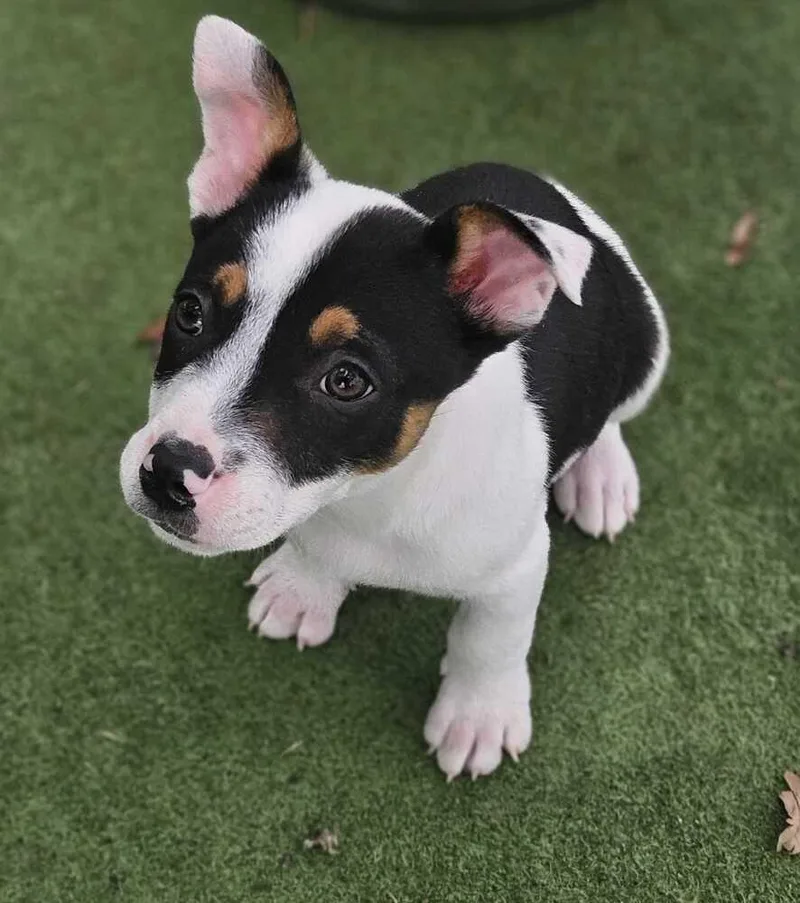 Haverford thumbnail 3