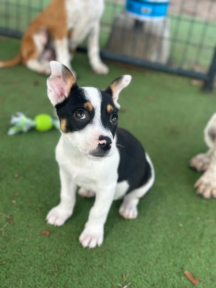 Haverford thumbnail 4