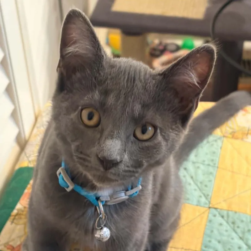 A baby large-sized male Gray / Blue / Silver Domestic Short Hair cat named Smokey for adoption in Harrisburg, PA