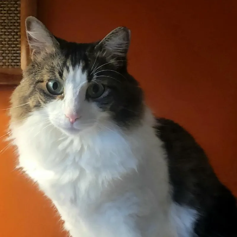 Schmoogy thumbnail 2