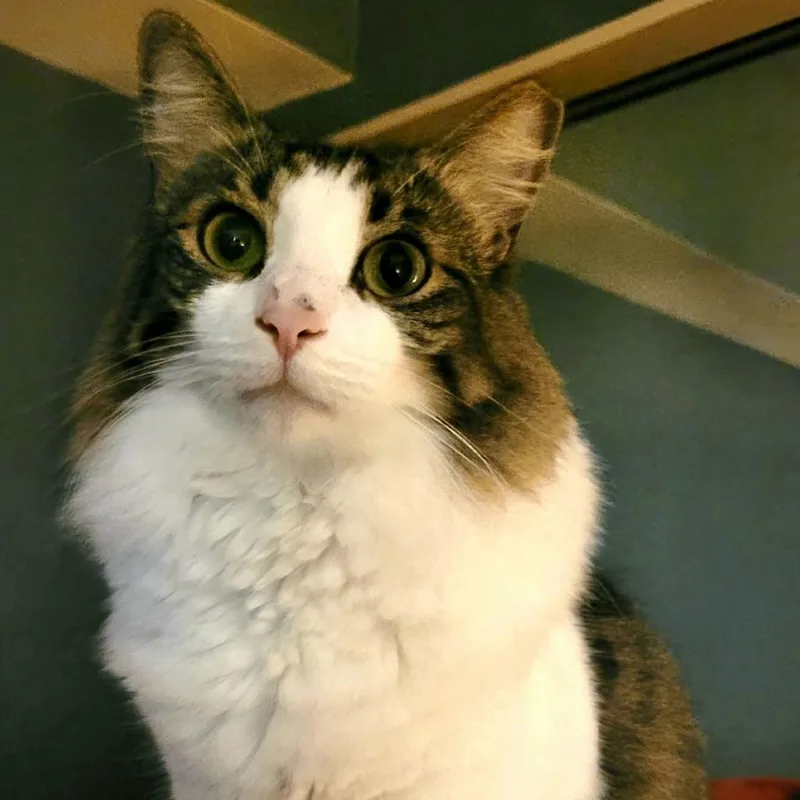 Schmoogy thumbnail 3