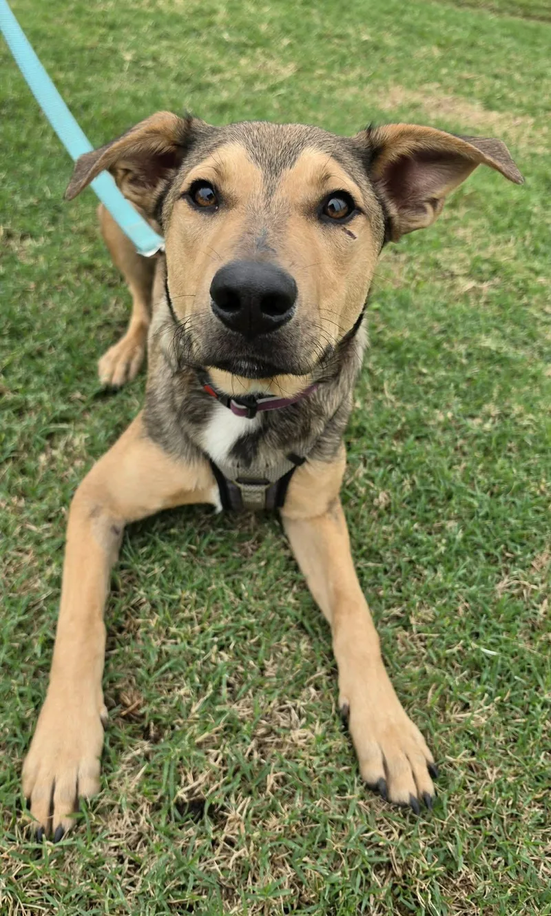 A young medium-sized male Brown / Chocolate Shepherd dog named Pete for adoption in Warr Acres, OK