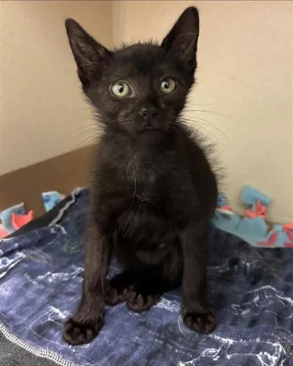 A baby small-sized male Domestic Short Hair cat named Carhartt for adoption in Bellevue, WA