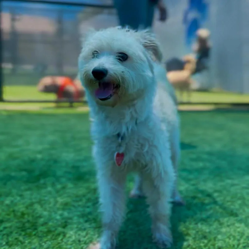 A young small-sized male White / Cream Welsh Terrier dog named Canelo A for adoption in Middletown, NY
