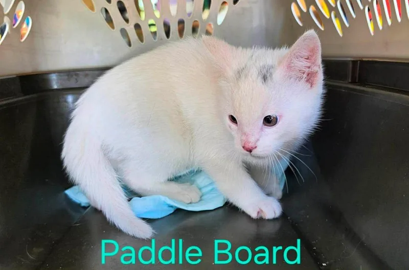 A baby medium-sized female Domestic Short Hair cat named Paddle Board for adoption in Cloquet, MN