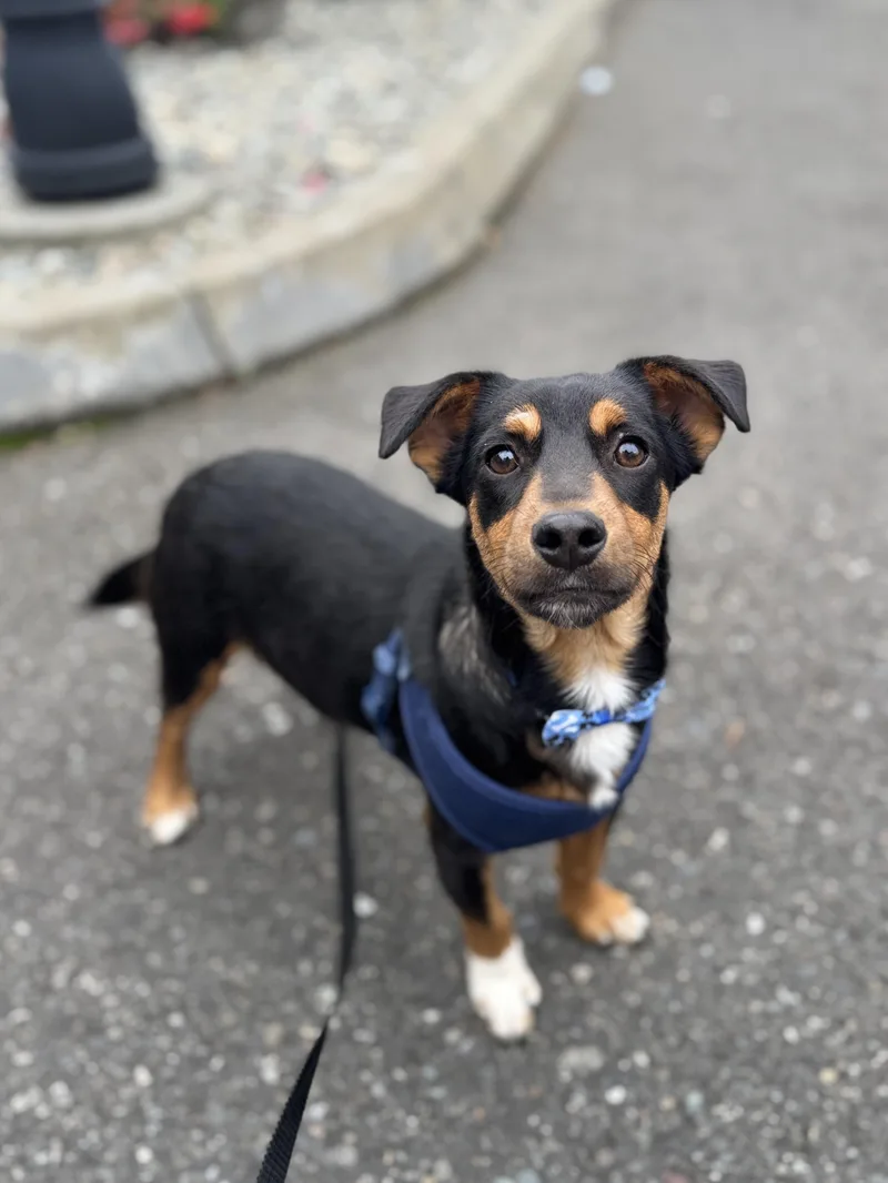 A young small-sized male Terrier dog named Navy for adoption in lynnwood , WA