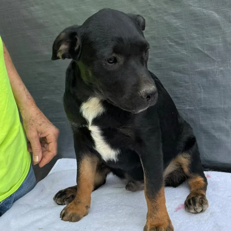 A baby medium-sized male Black Mixed Breed dog named Quaid for adoption in Alexandria, VA