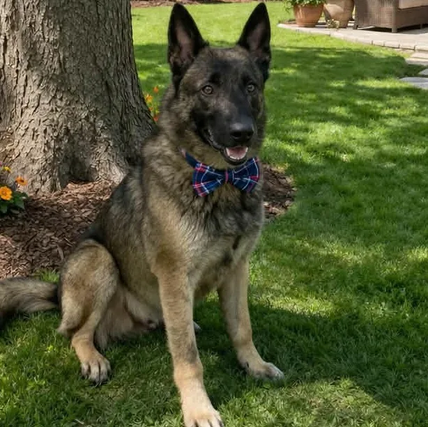 Rambo Gs thumbnail 4