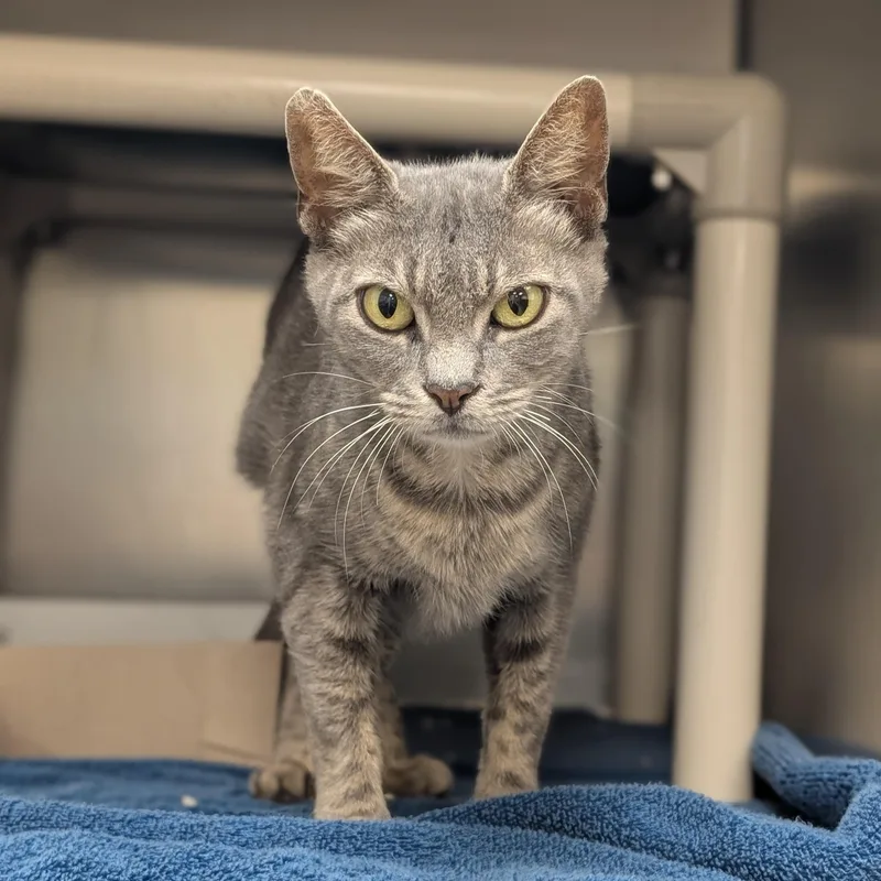 An adult medium-sized female Gray / Blue / Silver Domestic Short Hair cat named Astrid for adoption in St. Augustine, FL