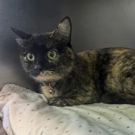 An adult large-sized female Black Domestic Short Hair cat named Sunny at Petsmart for adoption in Rapid City, SD