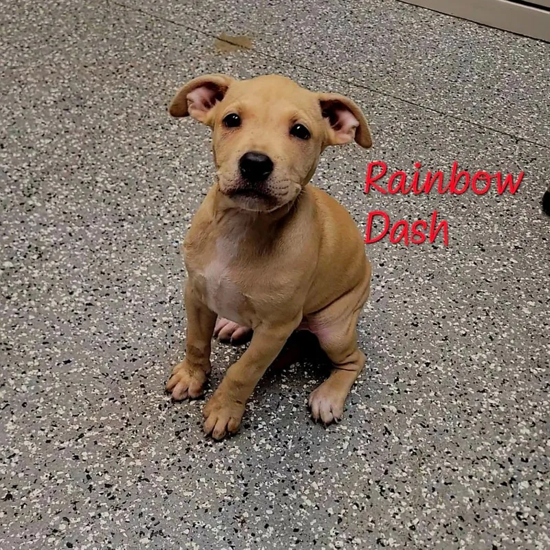 Rainbow Dash