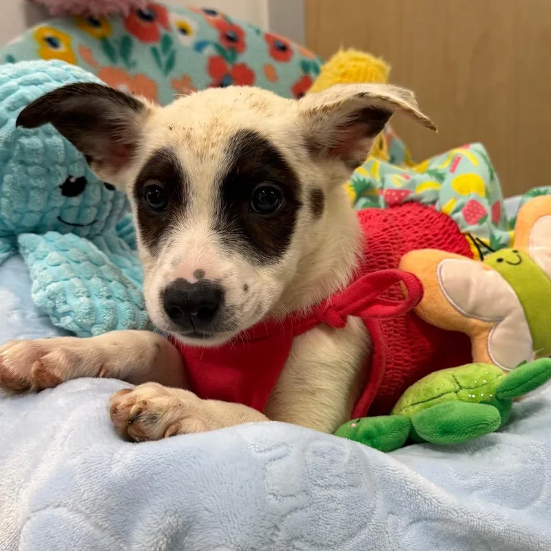 A baby small-sized female White / Cream Mixed Breed dog named Surf Board Sandy for adoption in Austin, TX
