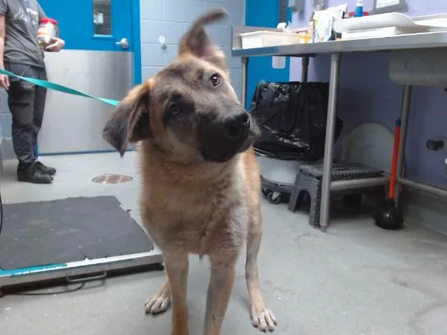 A young medium-sized male German Shepherd Dog dog named Barkley for adoption in Albuquerque, NM