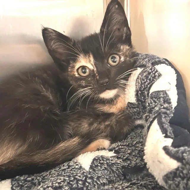 A baby small-sized female Domestic Short Hair cat named Joan Crawford for adoption in Los Angeles, CA