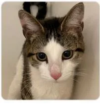 An adult medium-sized female Domestic Short Hair cat named Coco Butterz for adoption in West Chester, PA