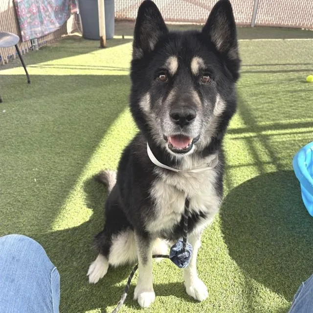 An adult large-sized male Husky dog named Jax for adoption in Mesa, AZ