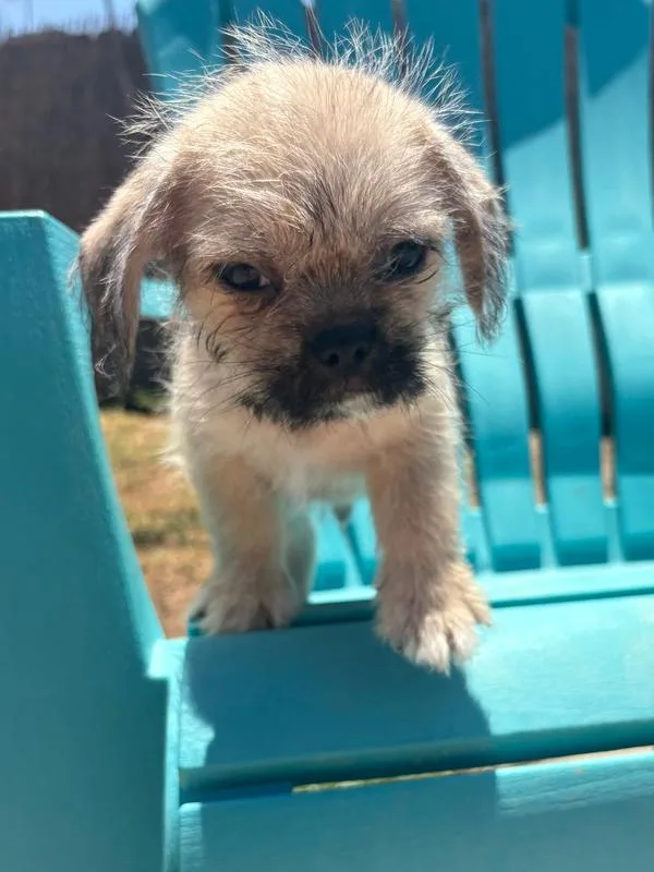 A baby small-sized male Pug dog named Jupiter for adoption in San Diego, CA