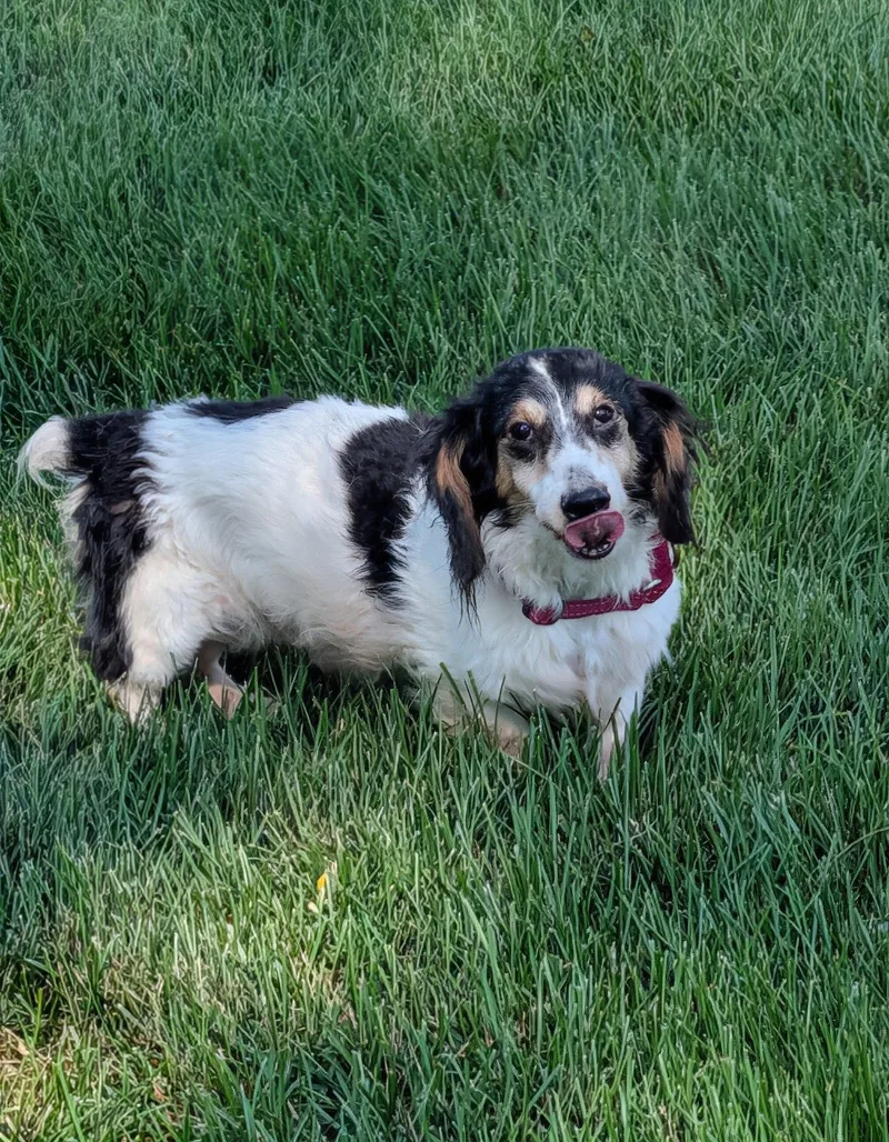 A senior small-sized male Dachshund dog named Ernie for adoption in Sioux Falls, SD