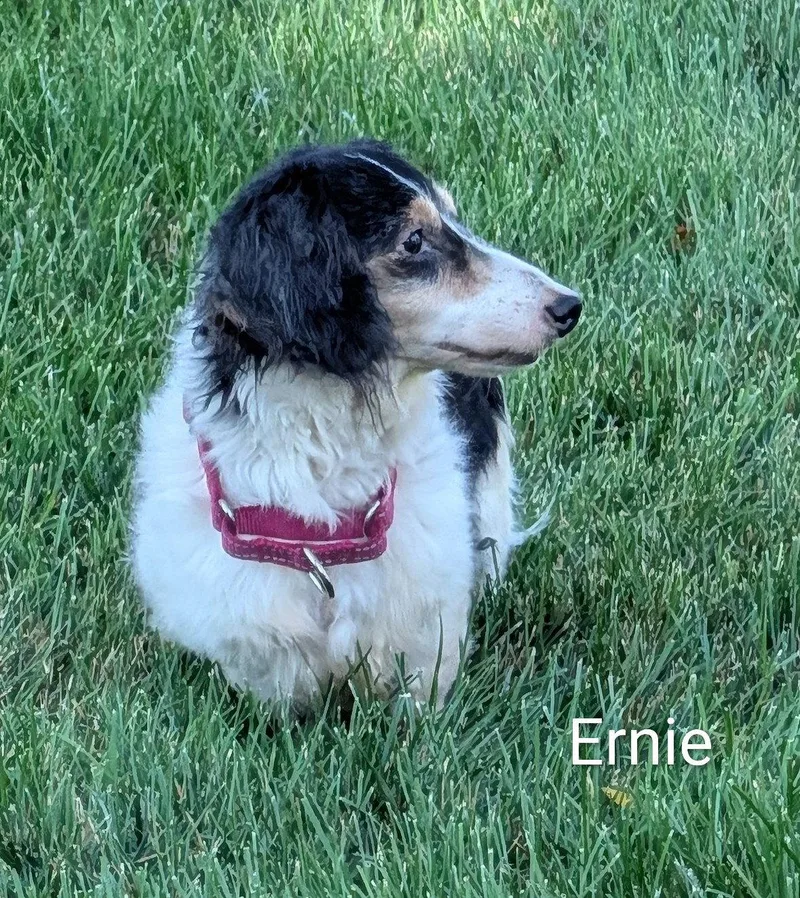 Ernie thumbnail 3