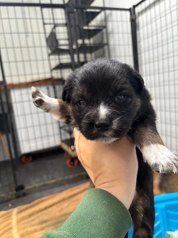 A young medium-sized female Black Australian Cattle Dog / Blue Heeler dog named Jazelle for adoption in renton, WA
