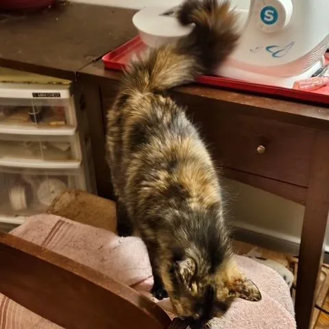 An adult medium-sized female Buff / Tan / Fawn Domestic Long Hair cat named Speckles for adoption in Richmond, VA