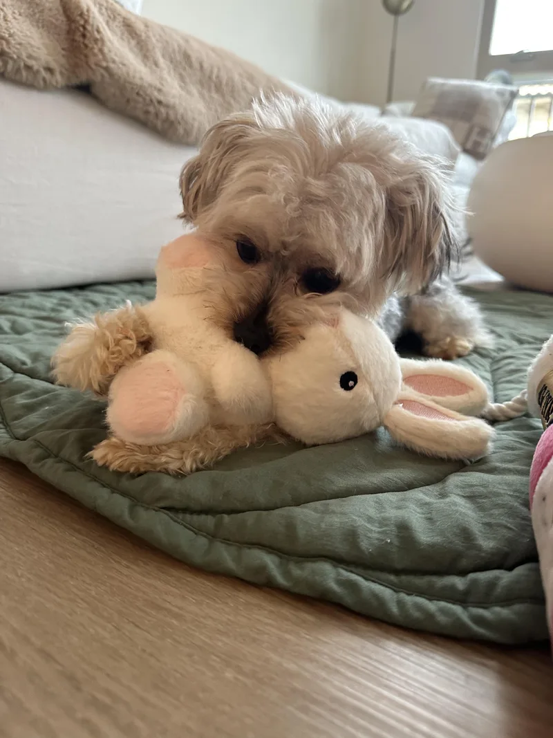 Sissy~tiny Precious Girl thumbnail 2