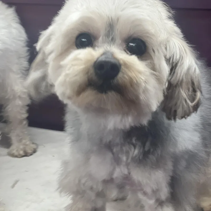 An adult small-sized female White / Cream Yorkie Poo dog named Sissy~tiny Precious Girl for adoption in Encino, CA