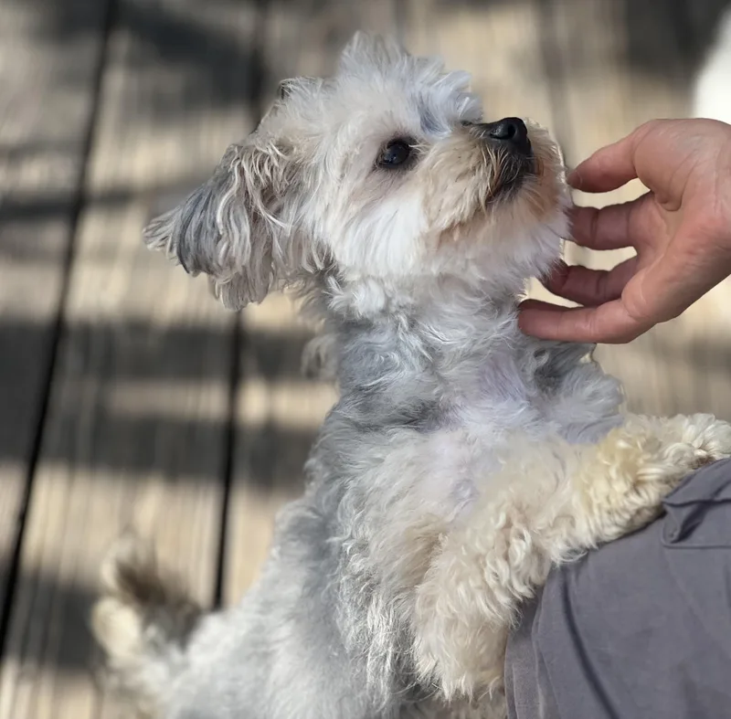 Sissy~tiny Precious Girl thumbnail 5