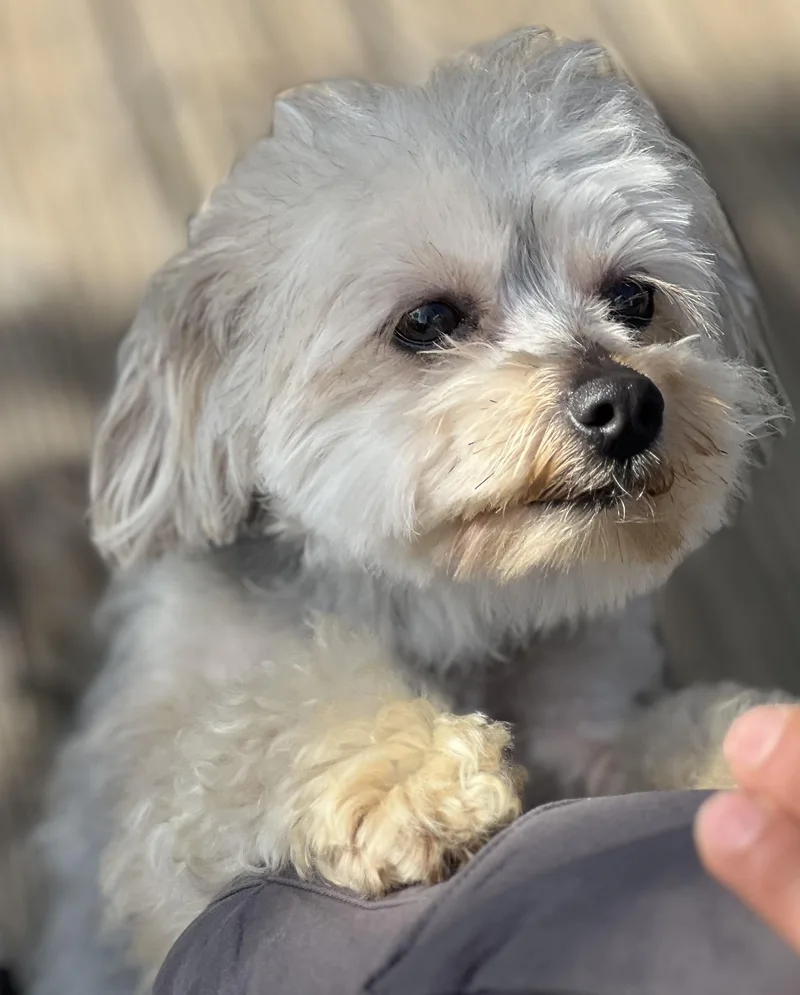 Sissy~tiny Precious Girl thumbnail 6