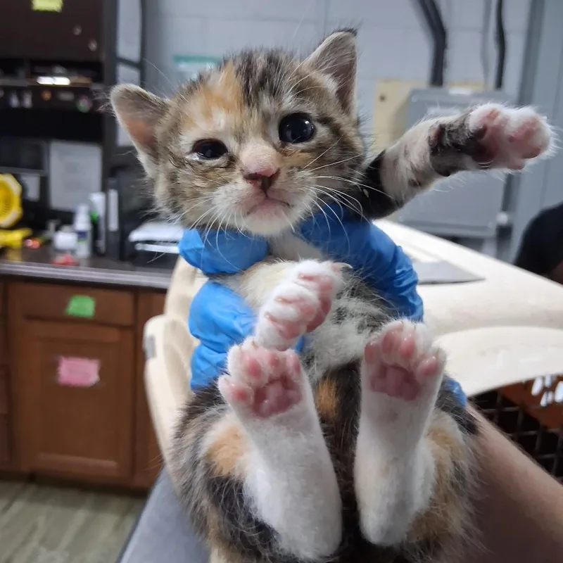 A baby small-sized female Brown / Chocolate Domestic Short Hair cat named Talia for adoption in Summerville, SC