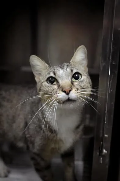 A young small-sized female Domestic Short Hair cat named Prelude for adoption in Greensburg, IN