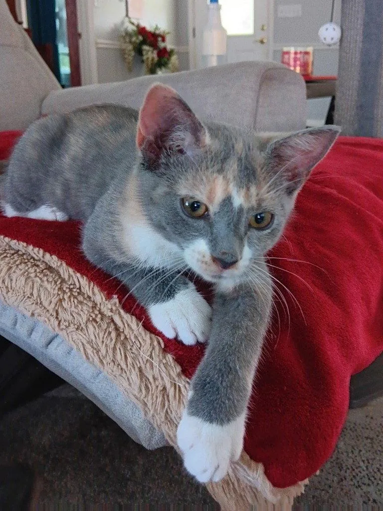 A baby medium-sized female Domestic Short Hair cat named Powder for adoption in Pensacola, FL