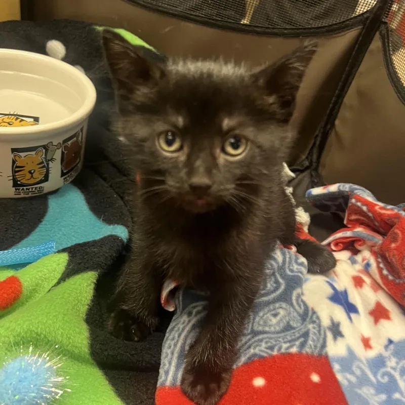 A baby small-sized male Black Domestic Short Hair cat named Badger for adoption in Mentor, OH