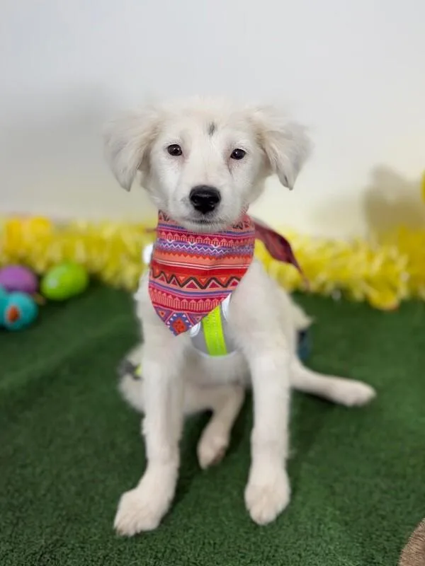 A baby medium-sized female White / Cream Golden Retriever dog named Sakura for adoption in Carlsbad, CA