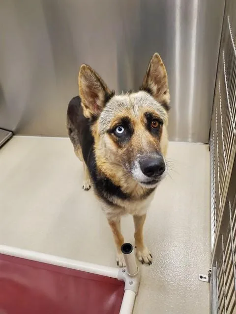 An adult large-sized female German Shepherd Dog dog named Evie for adoption in Haw River, NC