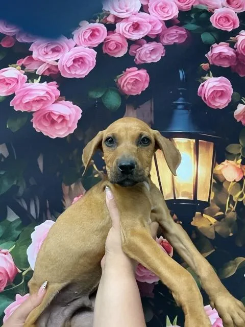 A baby small-sized male Pit Bull Terrier dog named Almond Joy for adoption in San Bernardino, CA
