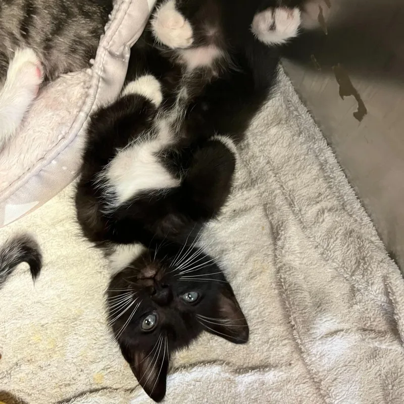 A baby small-sized male Black Domestic Short Hair cat named Jalapeno for adoption in Los Angeles, CA