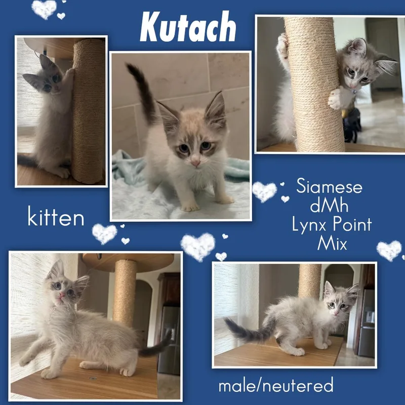 Kutach ORT