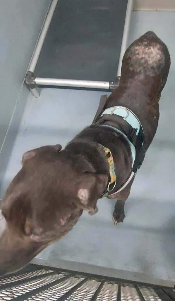 An adult large-sized male Mixed Breed dog named Hulk for adoption in Cartersville , GA