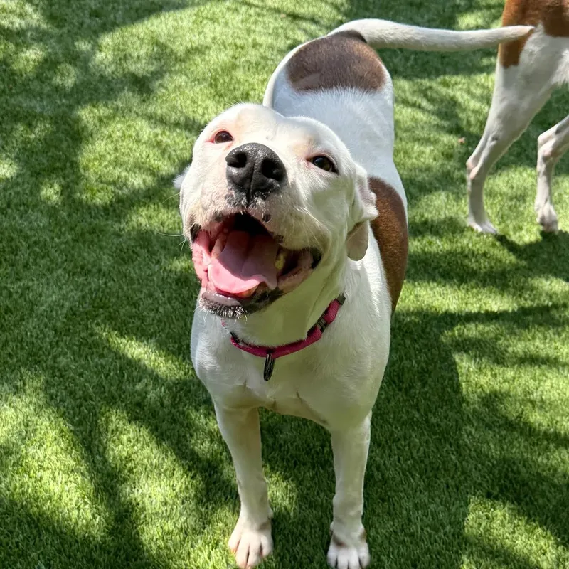 A young medium-sized female Pit Bull Terrier dog named Tallulah for adoption in Mount Pleasant, SC