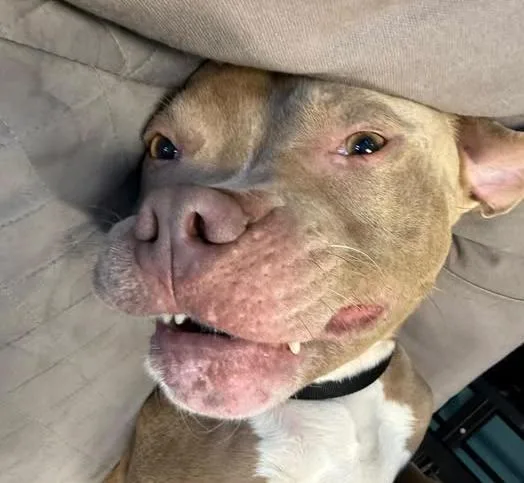 An adult medium-sized male Apricot / Beige Pit Bull Terrier dog named Queso for adoption in Euclid, OH
