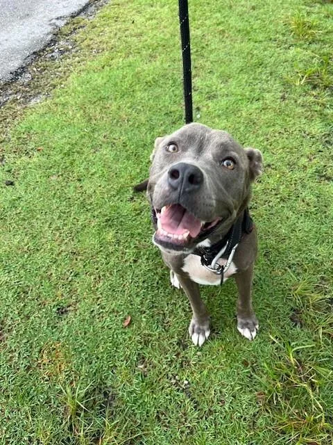 A young large-sized female American Bulldog dog named Indiana for adoption in Miami, FL