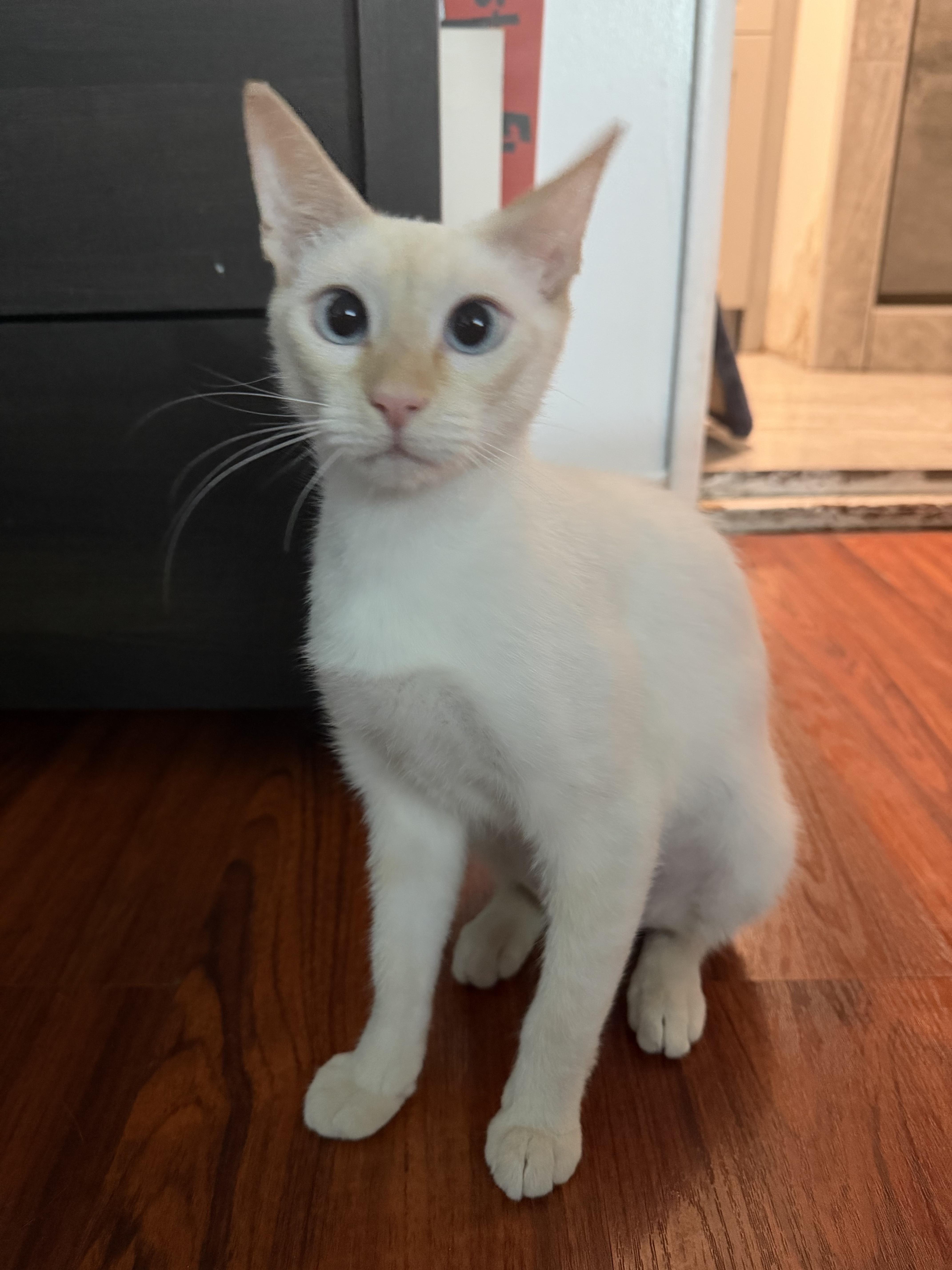 An adult medium-sized female Cream / Ivory Domestic Short Hair cat named Cocoa for adoption in Monrovia , CA