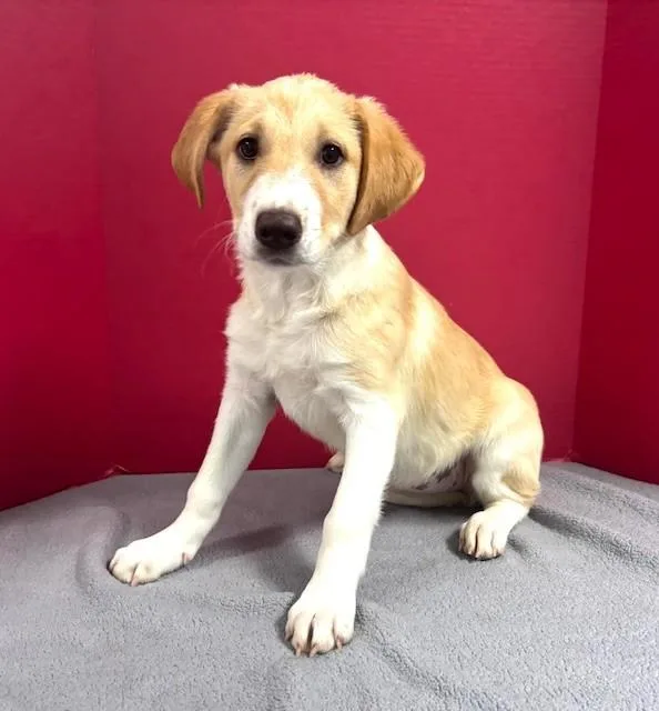 A baby medium-sized female Yellow / Tan / Blond / Fawn Anatolian Shepherd dog named Edwina for adoption in Hawk Point, MO