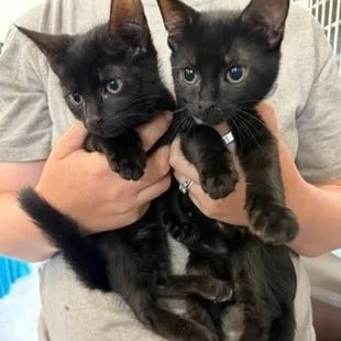 A baby small-sized male Black Domestic Short Hair cat named Willy for adoption in Cumberland, RI