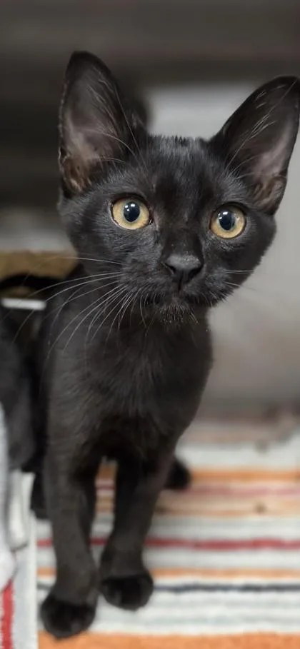 Ebony