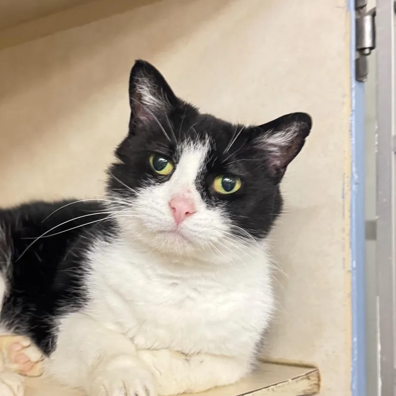 An adult medium-sized female Domestic Short Hair cat named Roxy for adoption in Battle Creek, MI