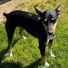 An adult medium-sized male Rat Terrier dog named Kody for adoption in Chino valley, AZ